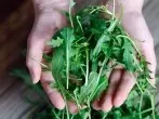 Rucola frisch halten