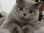 Katzen überzeugen