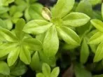 Toller Bodendecker: Waldmeister aussäen