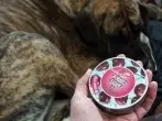 Erziehungshilfe beim Hund - mit Schütteldose
