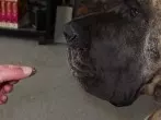 Hunden Tabletten verabreichen