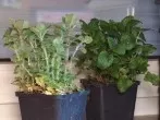 Frische Kräuter das ganze Jahr über zu Hause