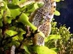 Ein <strong>Meerestier</strong> - z.B. einen Octopus - virtuell adoptieren