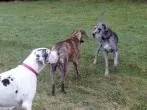 Wildes Frettchen verjagen: mit Hundehaaren