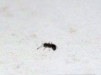 Ameisen in der Wohnung? Bier und Zucker