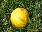 Grasflecken mit Zitronensaft entfernen