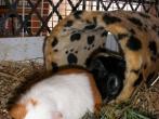Kuschelr&ouml;hre f&uuml;r Meerschweinchen vom Katzenkratzbaum