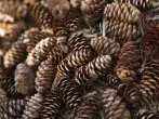 Herbstdeko und Winterschutz - Kieferzapfen sammeln