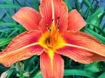 Lilien ohne Blütenstaub: verschenken ohne Schaden anzurichten