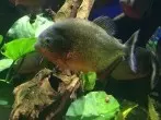 Futter für Fische - grüne Gurke