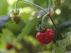 Erstaunlicher Fruchtansatz bei Erdbeeren