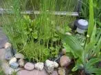 Mini Moorbeet im Garten