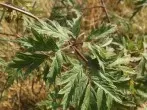 Blatt- und Schildläuse bekämpfen mit Ballistol