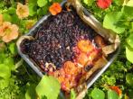 Blaubeer-<strong>Aprikosen-Kuchen</strong> mit Vanille-<strong>Quark</strong>-Teig
