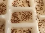 Kresse säen - in einer Eiswürfelschale
