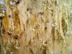 Baumharz von den Händen entfernen