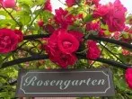 Bio-Rosendünger für wunderschöne Rosen
