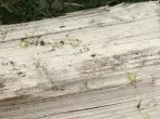 Baumharz aus Kleidung rausbügeln