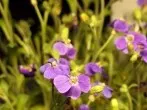 Traubenzucker als Blumendünger