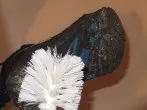 Hundekot o.ä. von Schuhen entfernen