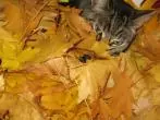 Wohlfühltipp für die Katze mit Herbstlaub