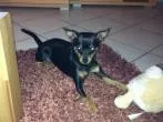Hunde im Dunkeln sichtbar - Verkehrssichere Hunde