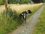 Pinkelschutz gegen das Beinchen-Heben (bei Hunden!)