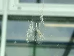 Insekten auf der Autoscheibe