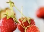 Erdbeeren entstielen