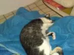 Ältere Katze friert - Katze Freude bereiten