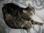 Katze / Kater weggelaufen - Mit Aufnahmegerät locken