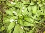 Bärlauchblüten-Essig