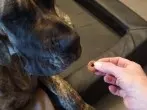 Hunde-Leckerli