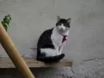 Katzengeschirr und Hundemarke