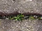 Asche gegen Unkraut