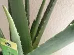 Aloe Vera vermehren