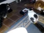Durchfall bei Katzen
