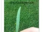 Spitzwegerich gegen Brennnesselstiche