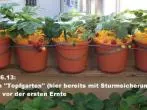 UPCYCLING: Kartoffelnetze als Schimmelschutz für Erdbeeren