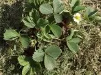 Rasenschnitt als Mulch für Erdbeeren nutzen