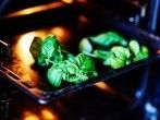 <strong>Kr&auml;uter</strong> bei niedriger Temperatur im Backofen trocknen