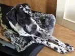 Wie wasche ich meine Hundedecke?