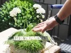 Zimmerpflanzen gießen ohne dass Wasser daneben geht