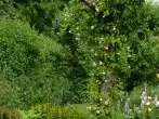Obstbaum als Kletterhilfe für Rosen