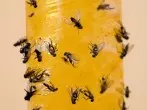 Durch Fliegenfänger klebrig gewordene Hände reinigen