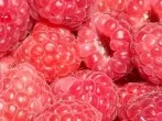 Früchte einfrieren, sodass keine Soße entsteht