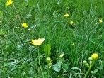 L&auml;stige <strong>Butterblumen</strong> im Rasen oder in Beeten