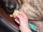 Hund hat Plastik o.&auml;. gefressen - <strong>Sauerkraut</strong> hilft
