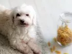 Hundeleckerli fast umsonst
