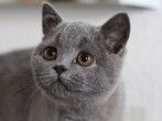 Protestpinkeln bei Katzen II
